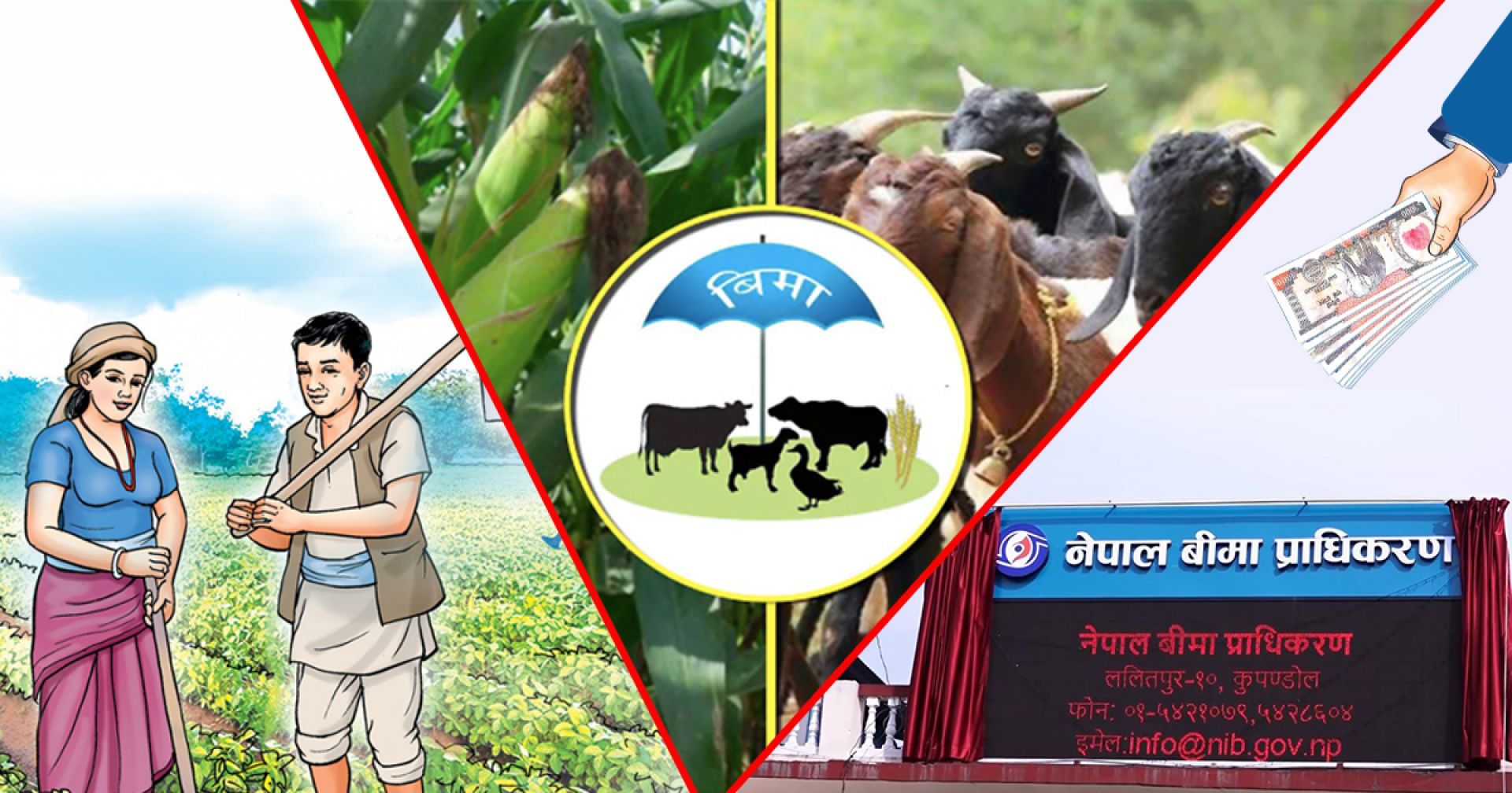 बीमा अनुदानमा सकस: आकार बढ्यो तर बढ्न सकेन विश्वास 